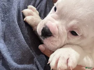 Mixed Breed dogs English Bulldog Puppy 5 - Ad 17