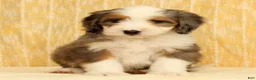Mini Bernedoodle dogs for sale: Oakley - Ad 3