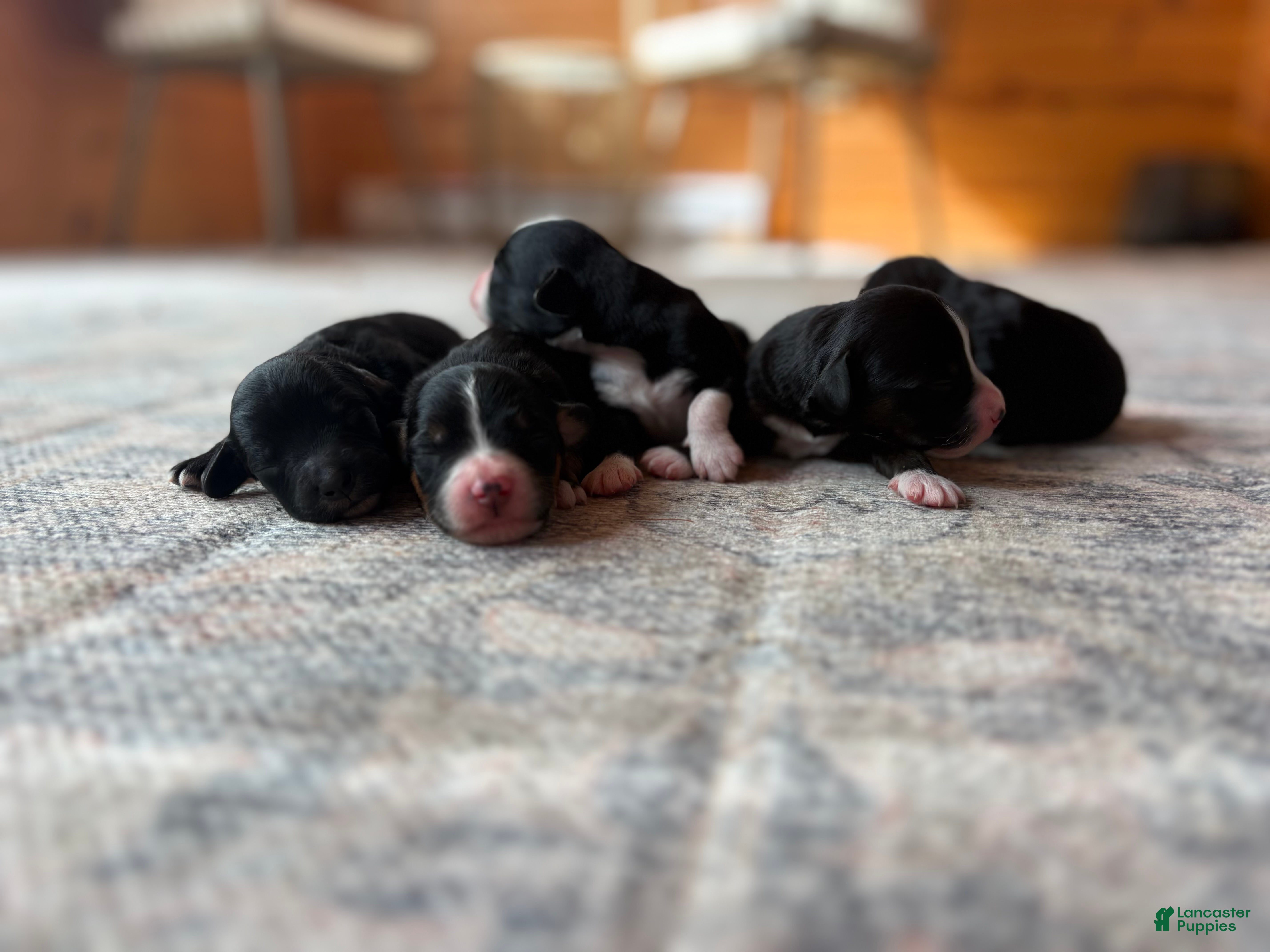 Mixed Breed dogs Dolly - Ad 34