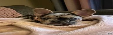 French Bulldog Puppy 2