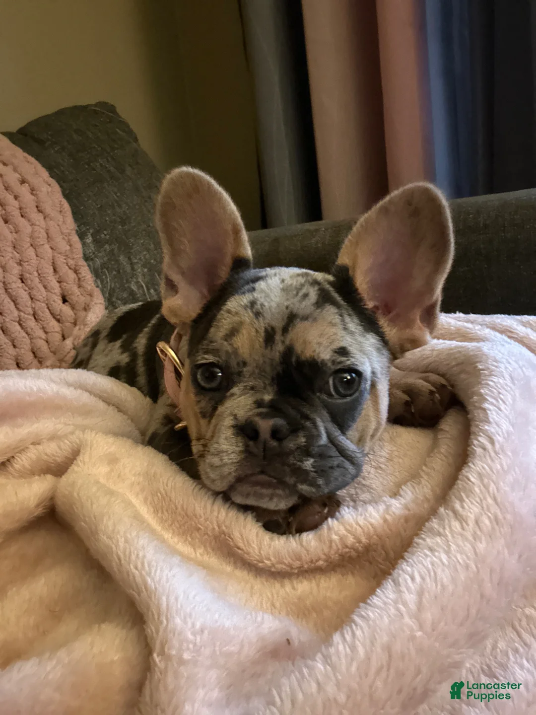 French Bulldog dogs for sale: French Bulldog Puppy 2 - Ad 1