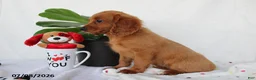 Cavapoo dogs for sale: Skyler - Ad 4