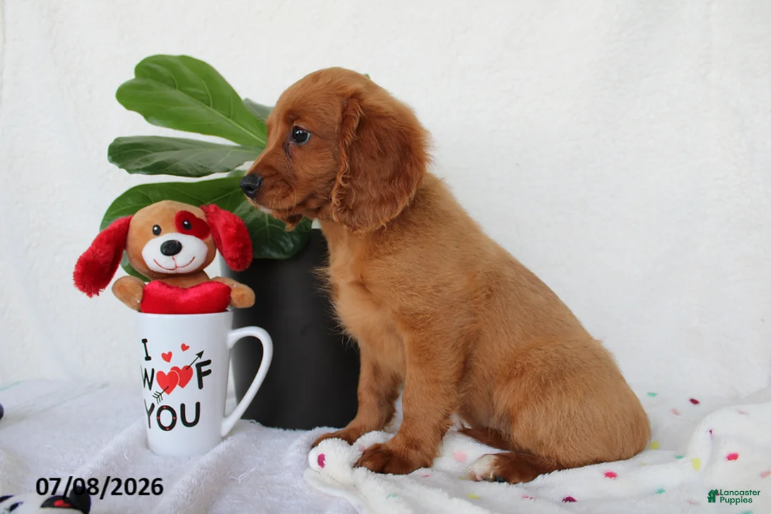 Cavapoo dogs for sale: Skyler - Ad 4