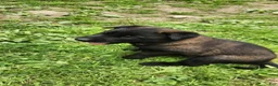 Belgian Malinois dogs for sale: Sarge (White) - Ad 2