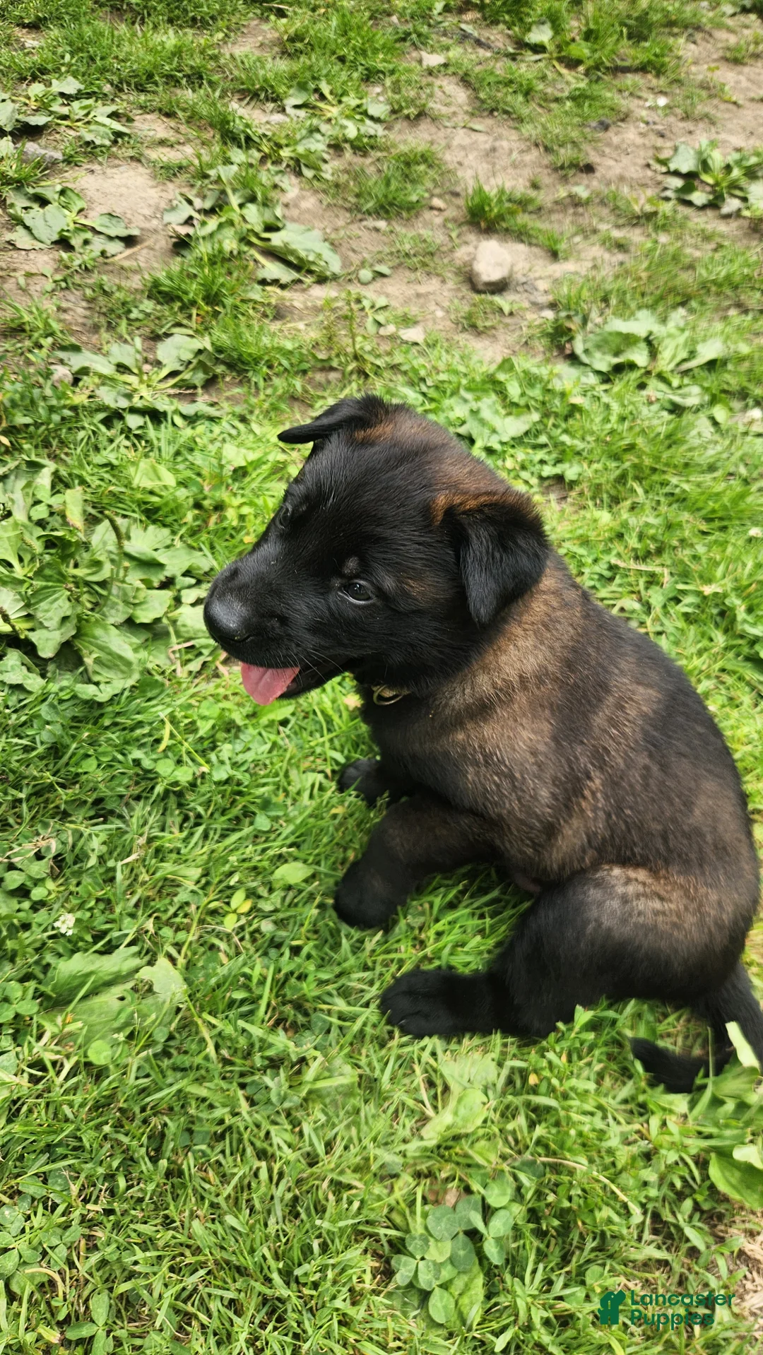 Belgian Malinois dogs for sale: Sarge (White) - Ad 2