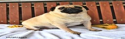 Pug dogs for sale: Alice - Ad 3
