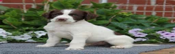 English Springer Spaniel dogs for sale: Digger - Ad 3