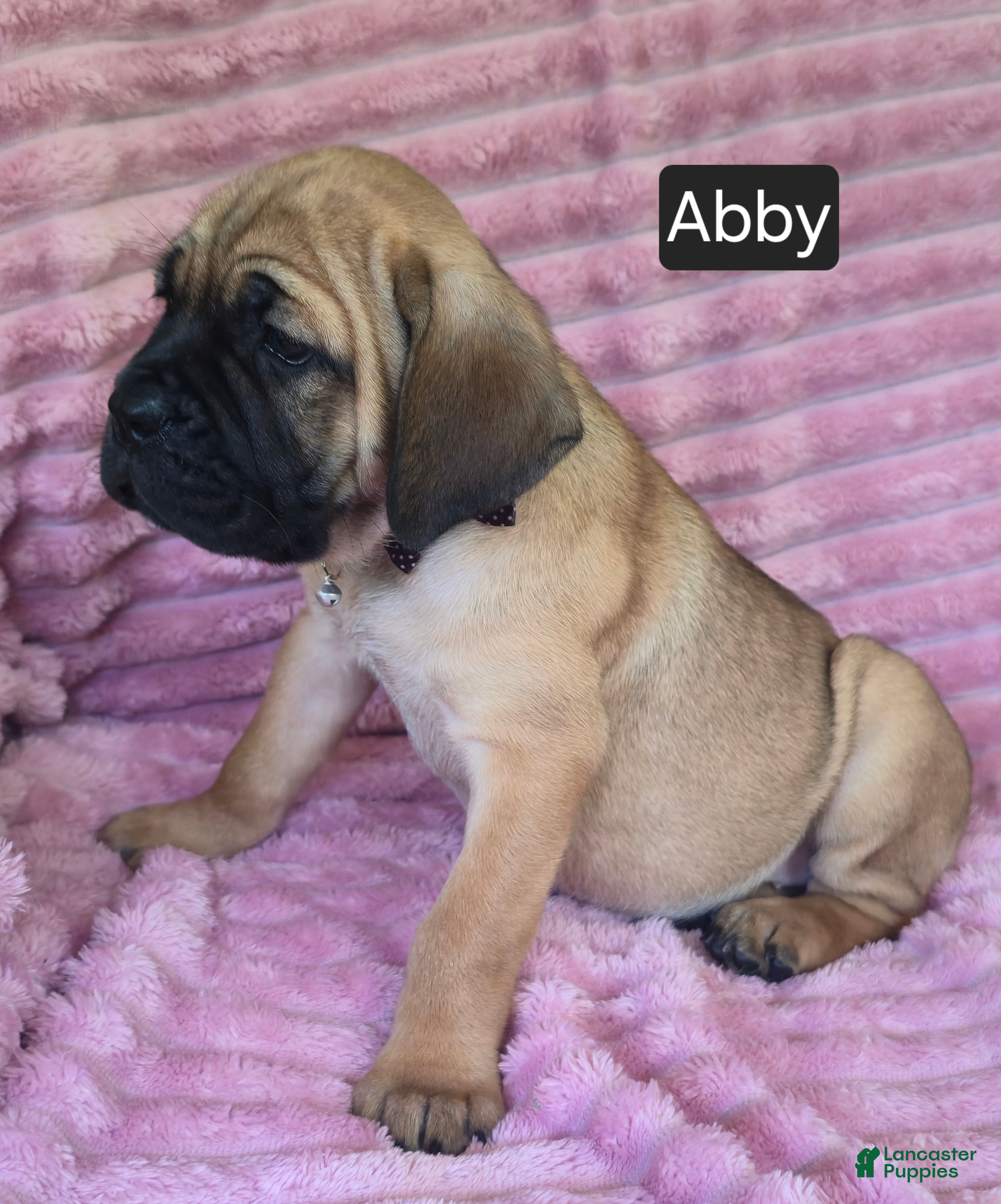 Cane Corso dogs Abby - Ad 2