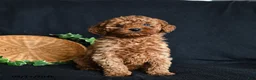 Toy Poodle dogs for sale: Sammy - Ad 2