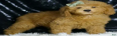 Nacho 