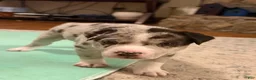 Mixed Breed dogs for sale: Mixed Breed 1 - Ad 3
