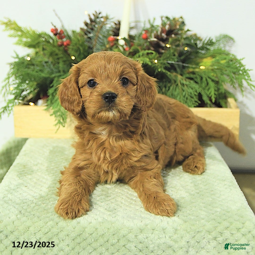 Cavapoo dogs for sale: Lilly - Ad 5