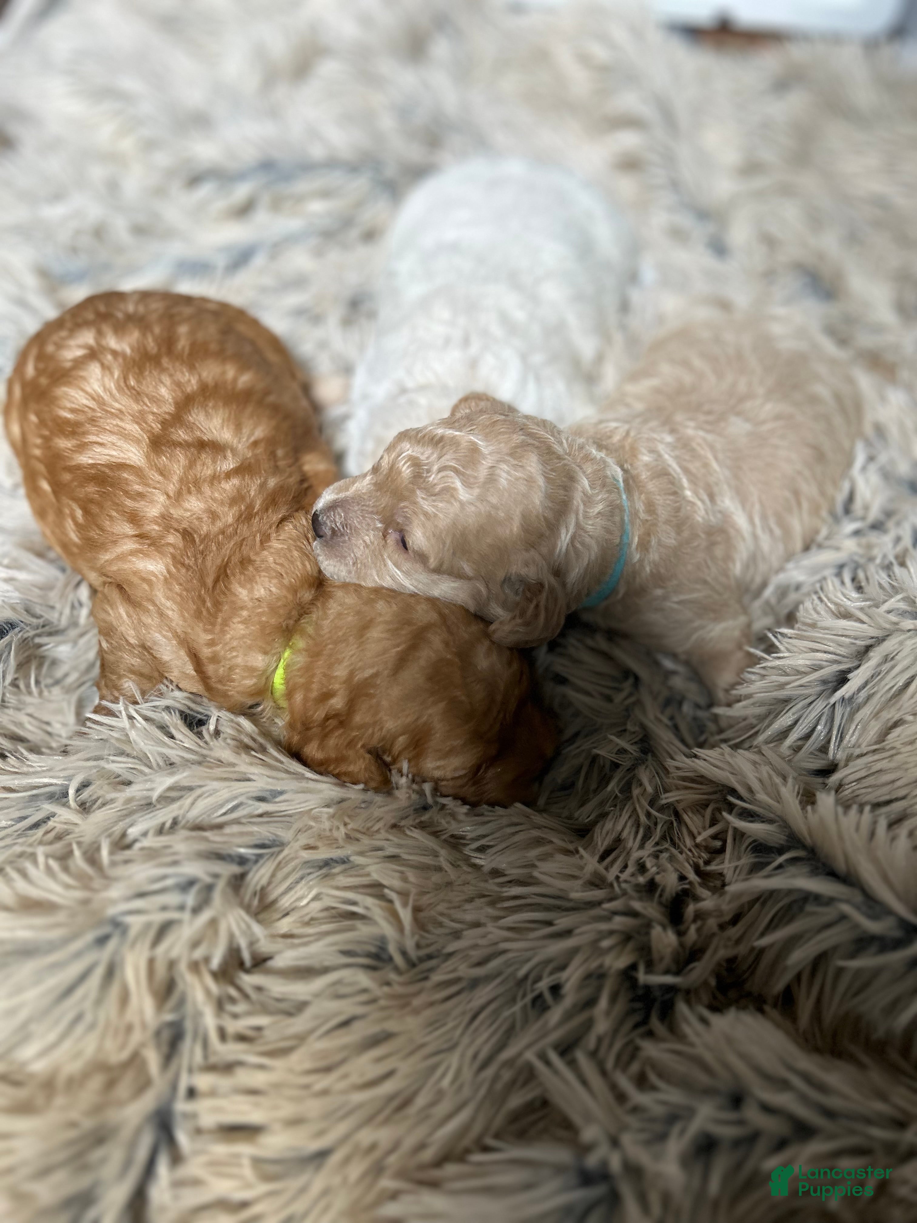 Mixed Breed dogs  3 - Ad 2