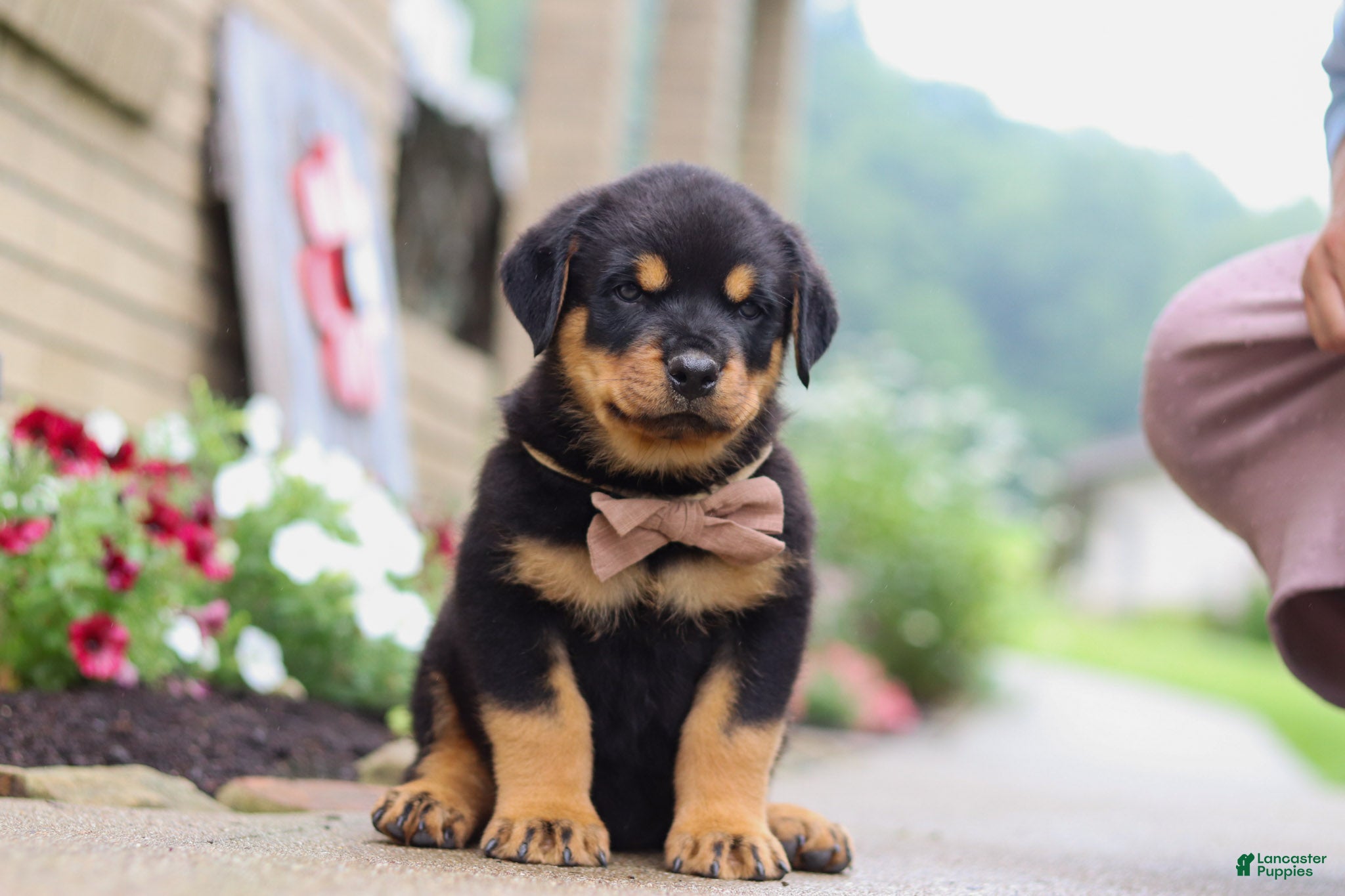 Rottweiler dogs Dakota - Ad 2