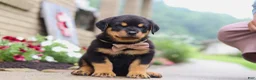 Rottweiler dogs for sale: Dakota - Ad 2