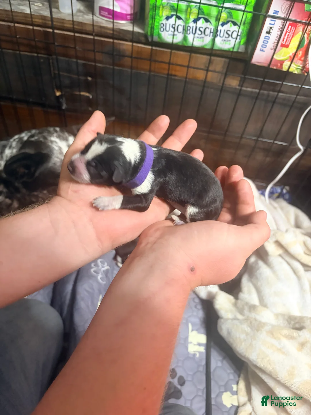 Australian Cattle Dog dogs for sale: Australian Cattle Dog 5 - Ad 1