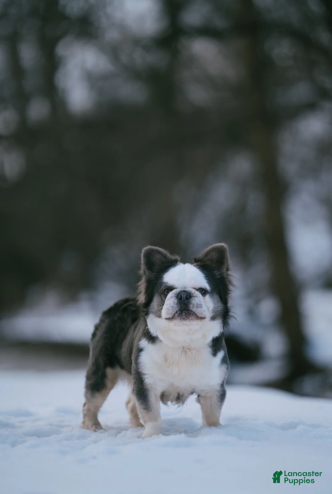 French Bulldog dogs for stud: Sonic Husky Pink Rojo - Ad 4