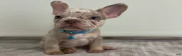 French Bulldog dogs for sale: Misty - Ad 5