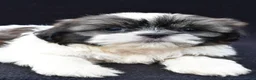 Shih Tzu dogs for sale: Atlas - Ad 3