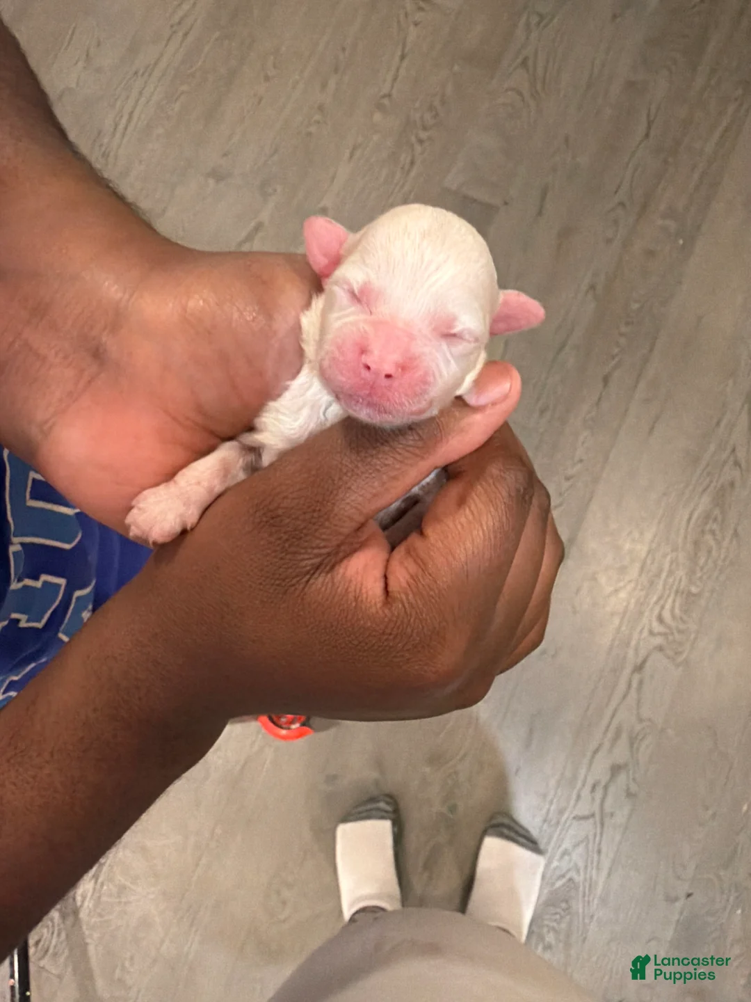 Mixed Breed dogs for sale: Mixed Breed 1 - Ad 2