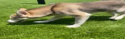 Alaskan Klee Kai dogs for sale: Vermithor (The Bronze Fury) - Ad 12