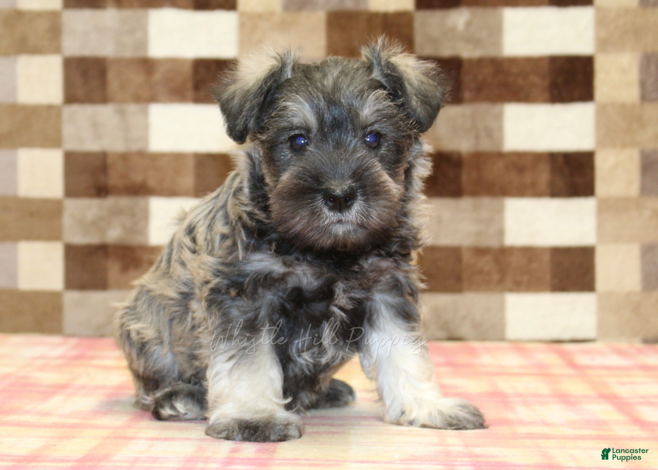 Miniature Schnauzer dogs Ernie - Ad 1