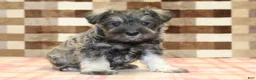 Miniature Schnauzer dogs for sale: Ernie - Ad 1