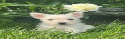 West Highland Terrier dogs for sale: Wanda - Ad 1