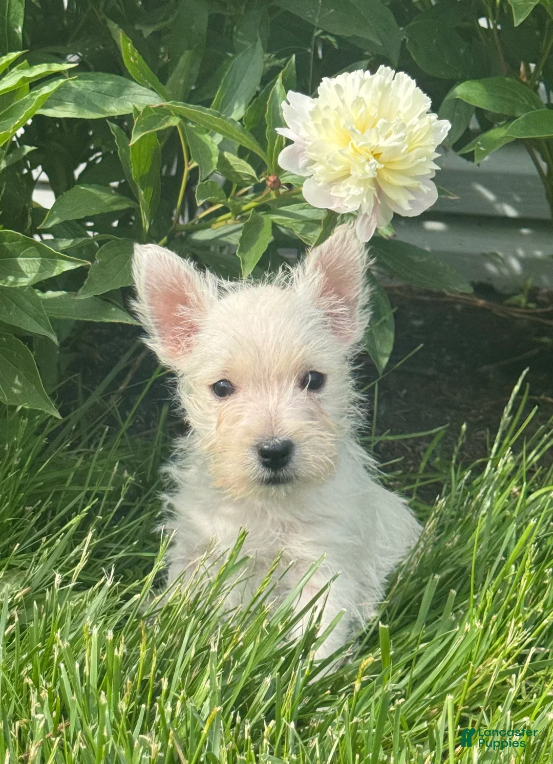 West Highland Terrier dogs for sale: Wanda - Ad 1
