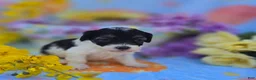 Maltipoo dogs for sale: Marble - Ad 5