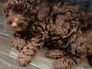 Doxiepoo dogs for sale: Doxiepoo 3 Baxter - Ad 1
