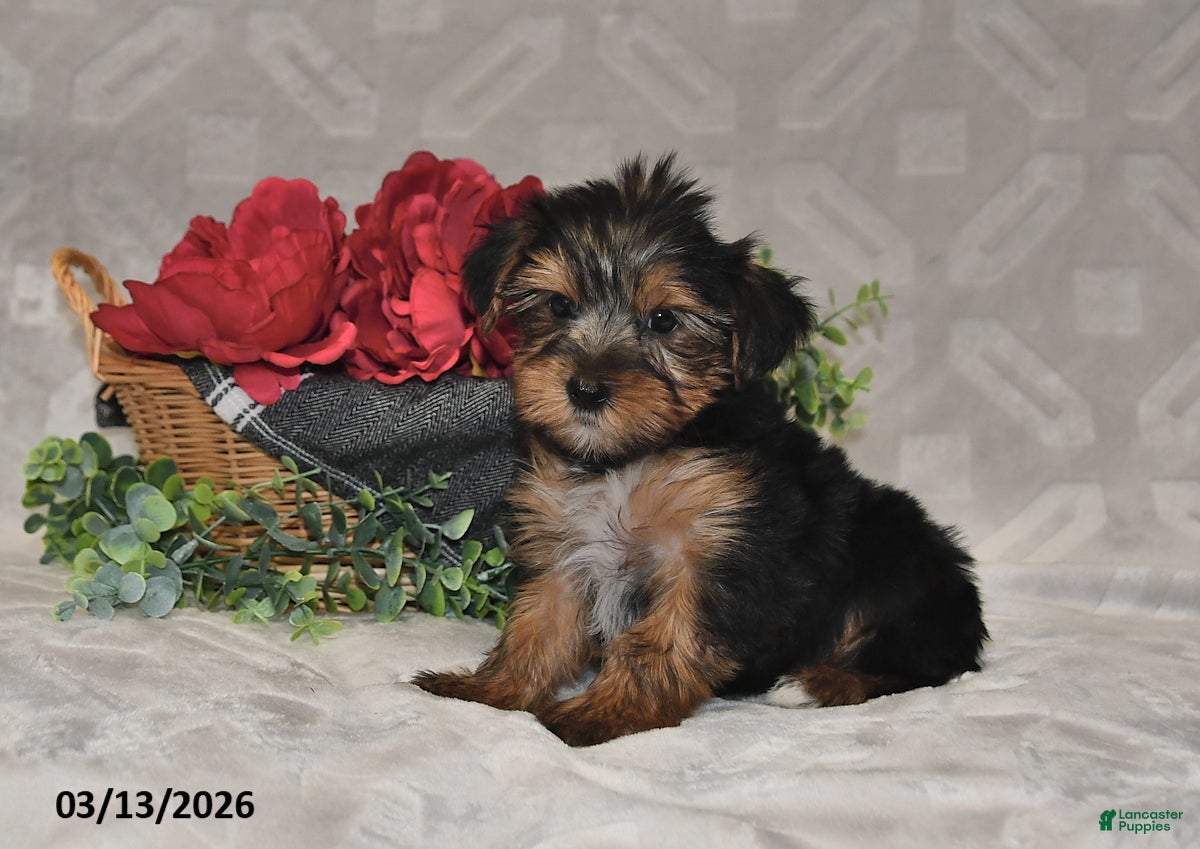 Yorkshire Terrier dogs Brooklyn - Ad 2