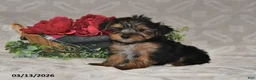 Yorkshire Terrier dogs for sale: Brooklyn - Ad 2