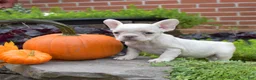 French Bulldog dogs for sale: Goldie (tiny) - Ad 1