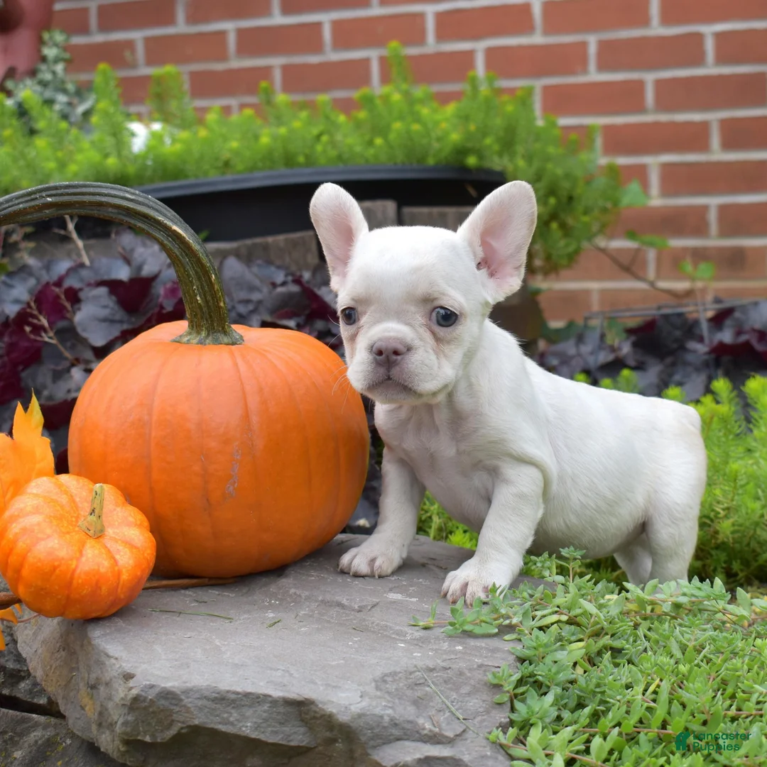 French Bulldog dogs for sale: Goldie (tiny) - Ad 1