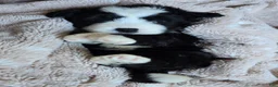 Mini Bernedoodle dogs for sale: Mini Wade - Ad 13
