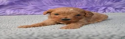 Cavapoo dogs for sale: Cavapoo 6 - Ad 19