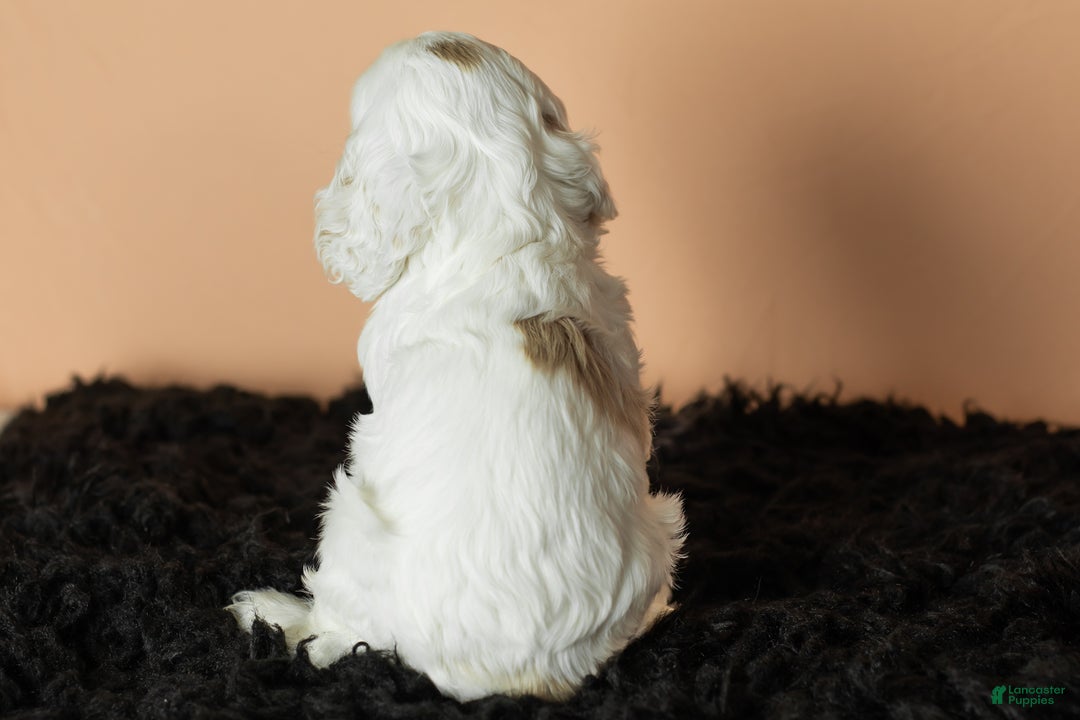 Cocker Spaniel dogs for sale: Banjo - Ad 5