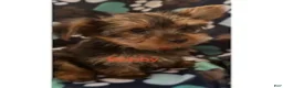 Yorkshire Terrier dogs for sale: Bobby Male - Ad 4