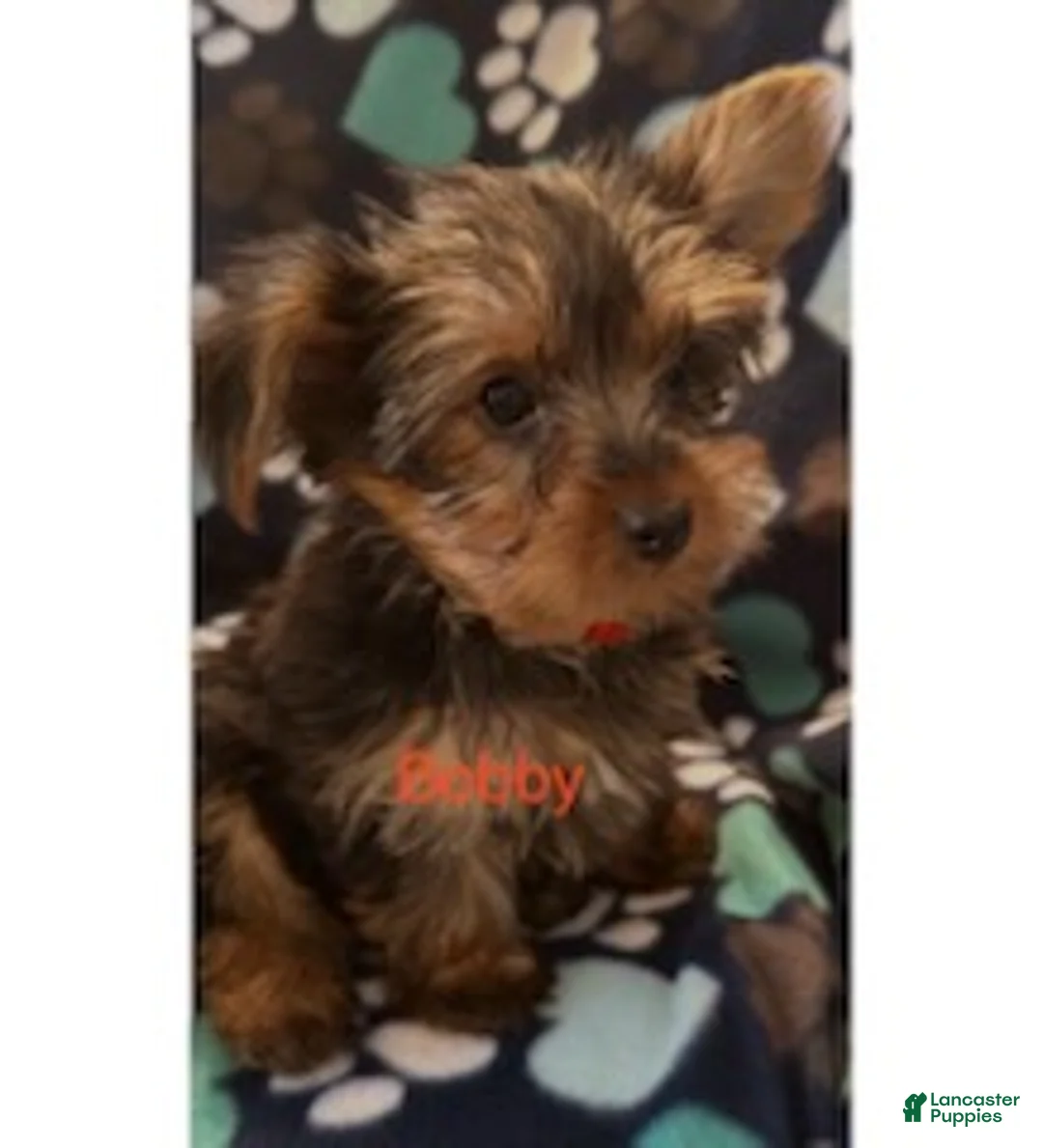 Yorkshire Terrier dogs for sale: Bobby Male - Ad 4