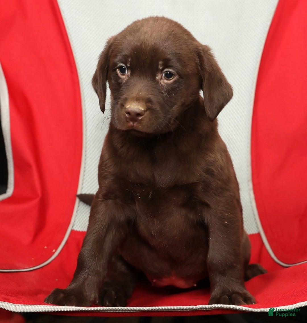 Labrador Retriever dogs for sale: Molly - Ad 8