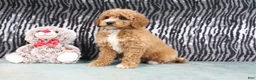 Mini Goldendoodle dogs for sale: Angel - Ad 4