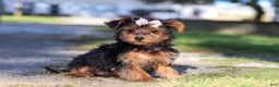 Yorkiepoo dogs for sale: Poppy - Ad 7