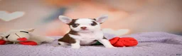 Chihuahua dogs for sale: JOLENE - Ad 3