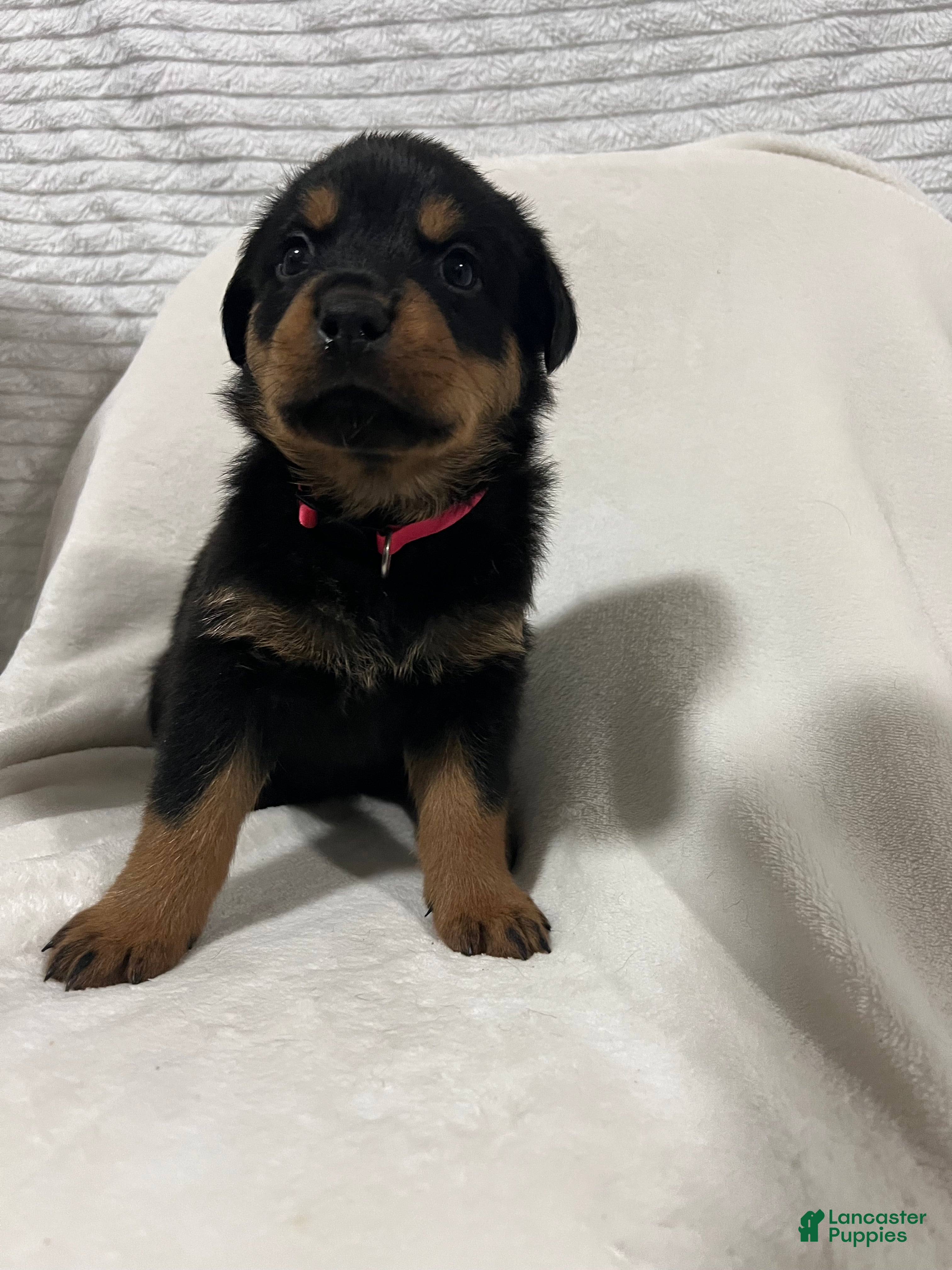 Rottweiler dogs diamond  - Ad 26