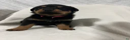 Rottweiler dogs for sale: diamond  - Ad 1