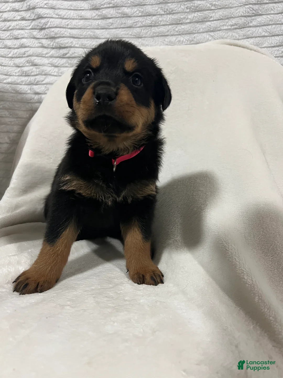 Rottweiler dogs for sale: diamond  - Ad 1
