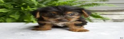 Yorkshire Terrier dogs for sale: Cassie - Ad 5