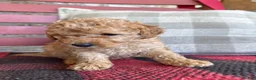 Mixed Breed dogs for sale: Tucker - Ad 6