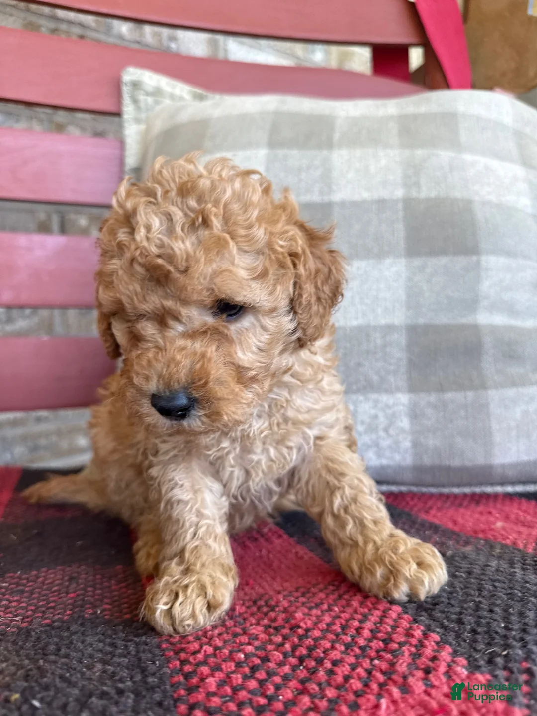 Mixed Breed dogs for sale: Tucker - Ad 6